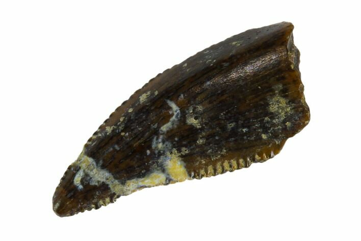 Serrated, Raptor Tooth - Real Dinosaur Tooth #115968